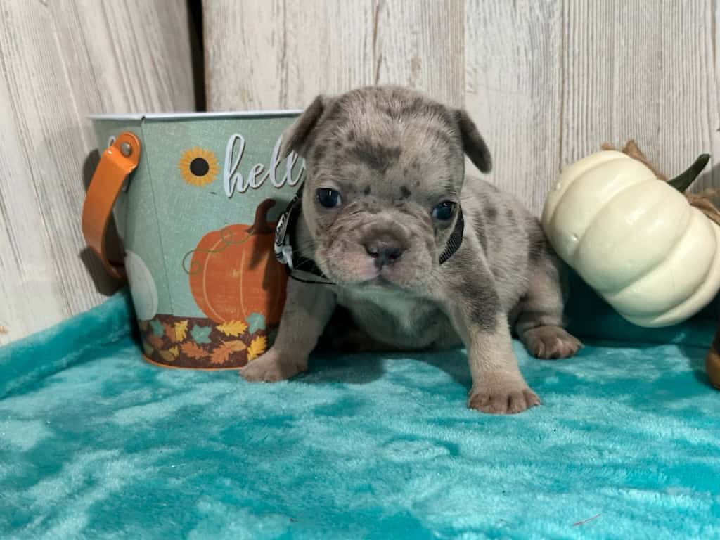 Lyra | Blue Merle & Tan French Bulldog Female | Available in Nov 2025