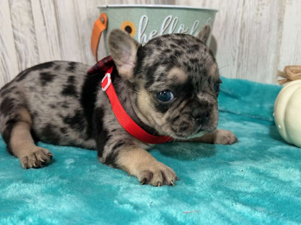 Lara | Black Merle & Tan French Bulldog Female | Available in Nov 2025