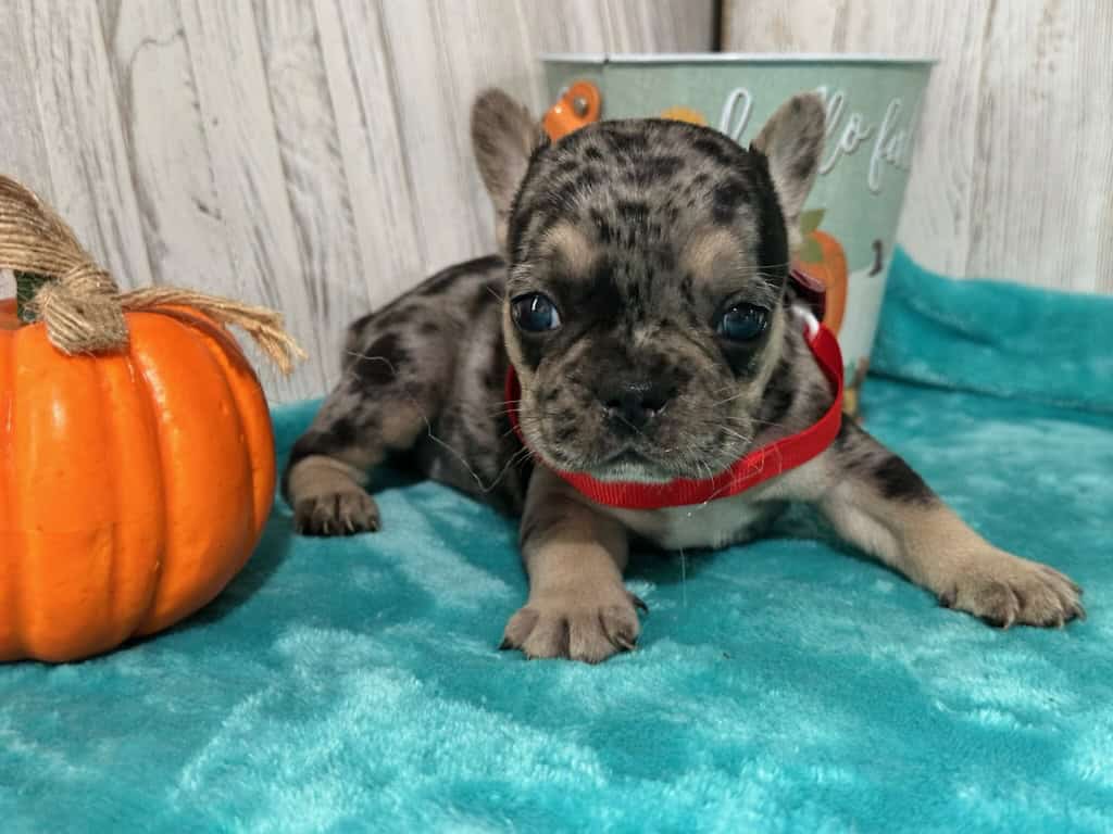 Lara | Black Merle & Tan French Bulldog Female | Available in Nov 2025