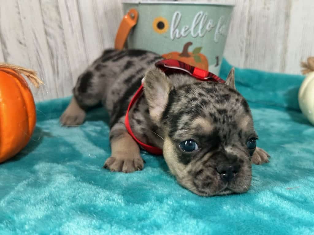 Lara | Black Merle & Tan French Bulldog Female | Available in Nov 2025