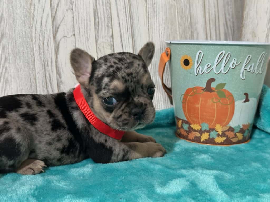 Lara | Black Merle & Tan French Bulldog Female | Available in Nov 2025