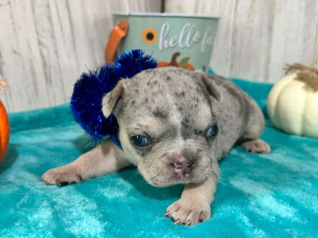 Lucie | Blue Merle & Tan French Bulldog Female | Available in Nov 2025