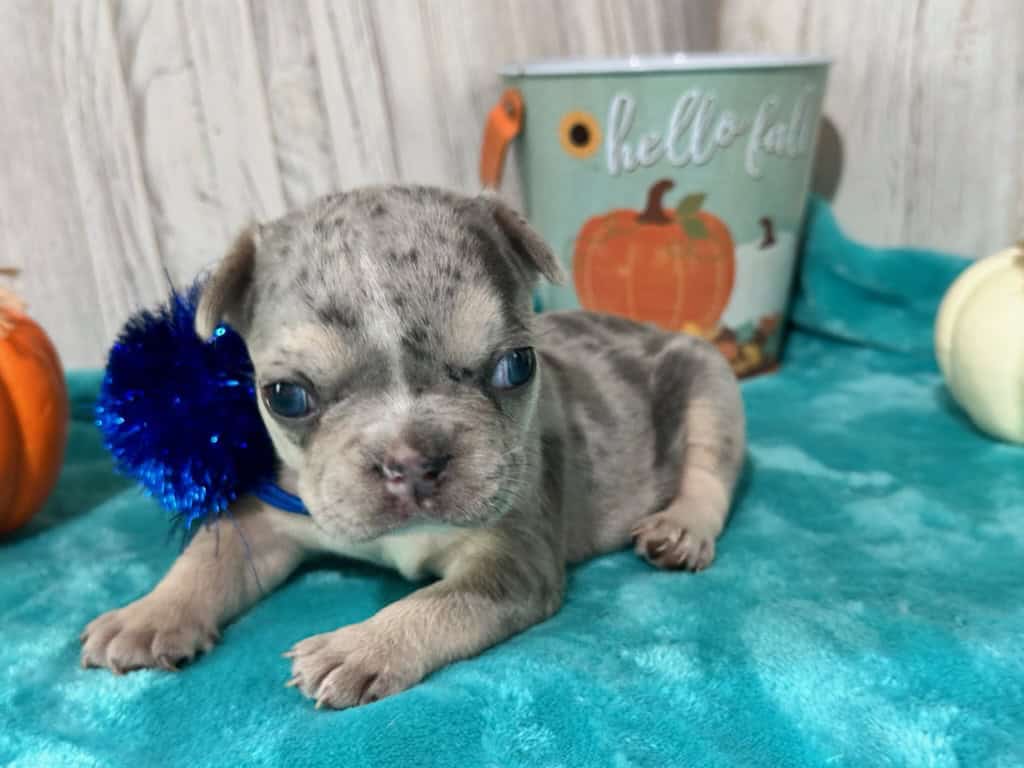 Lucie | Blue Merle & Tan French Bulldog Female | Available in Nov 2025