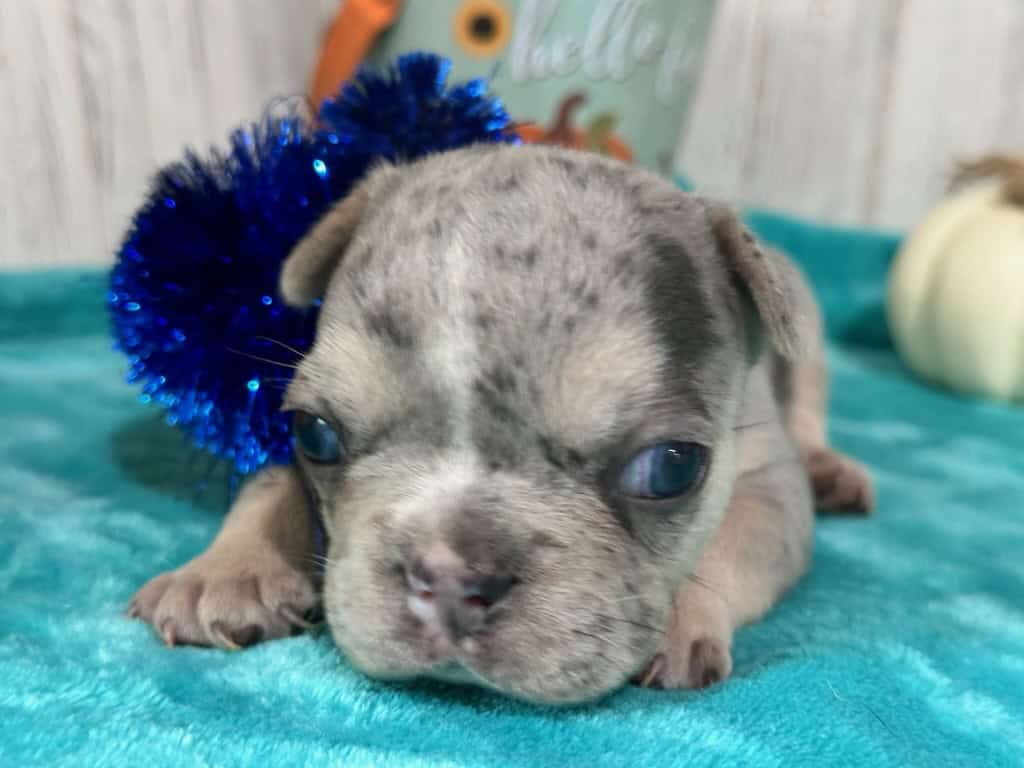 Lucie | Blue Merle & Tan French Bulldog Female | Available in Nov 2025