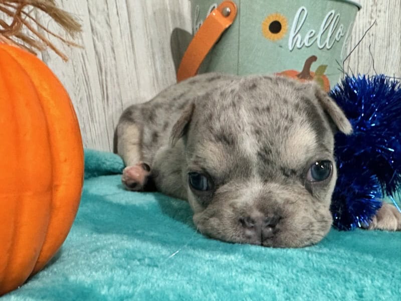 Lucie | Blue Merle & Tan French Bulldog Female | Available in Nov 2025