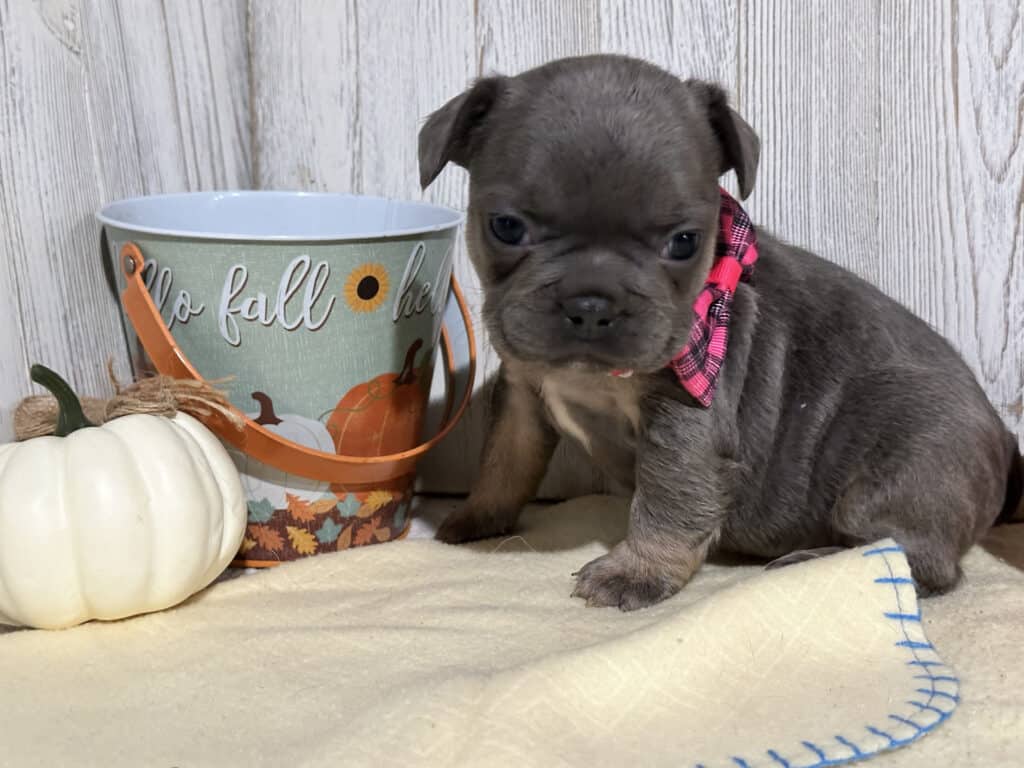 Oakley | Blue & Tan French Bulldog Female | Available in Nov 2025