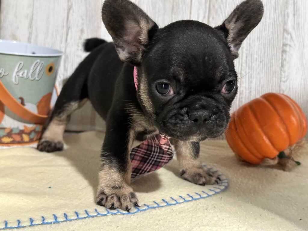 Nemo | Black & Tan French Bulldog Male | Available in Nov 2025
