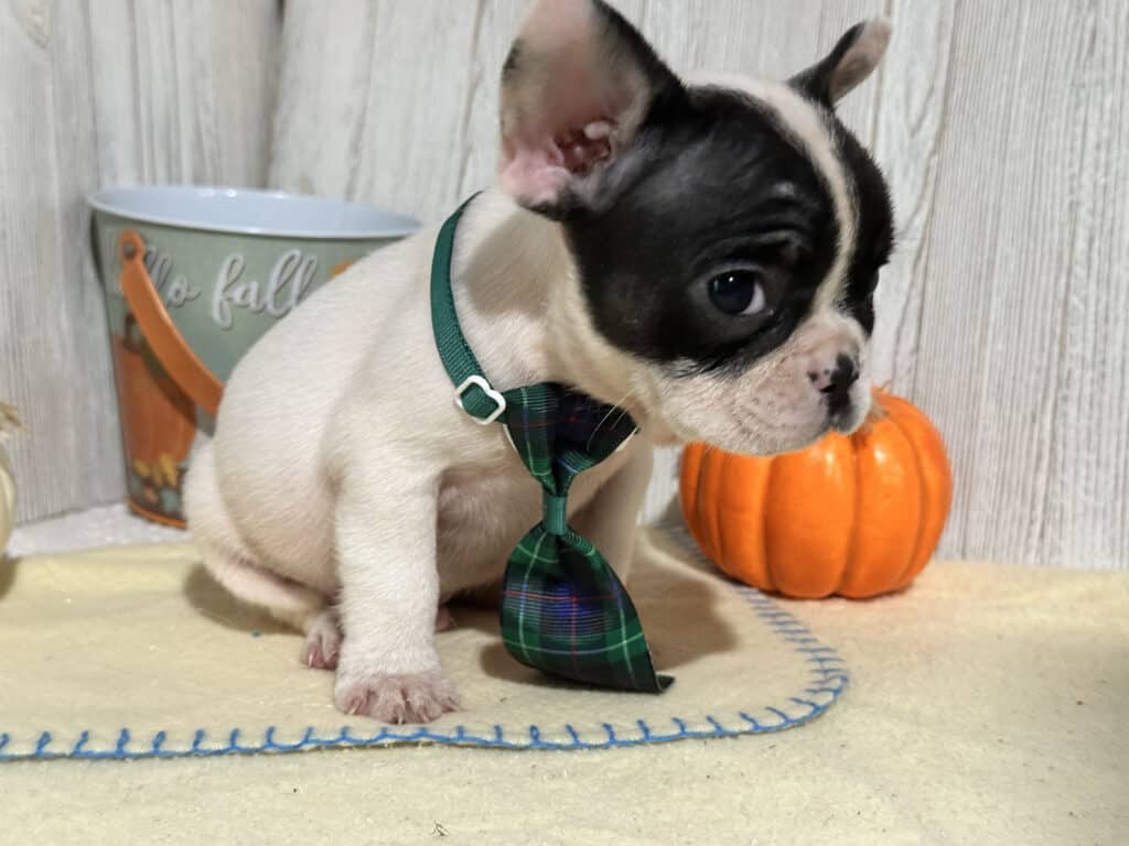 Nathan | Brindle Pied French Bulldog Male | Available in Nov 2025
