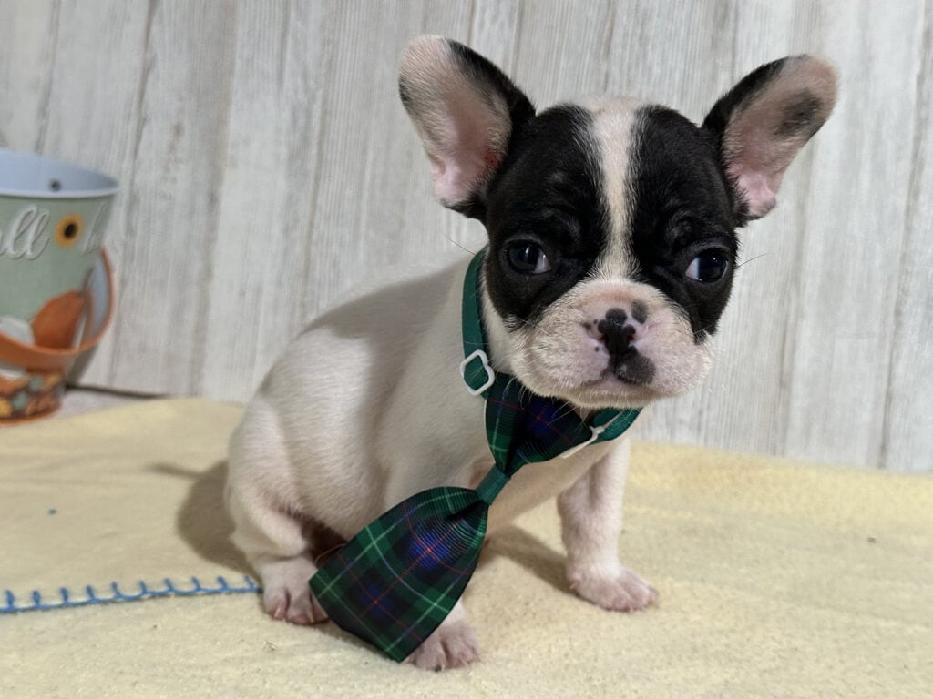 Nathan | Brindle Pied French Bulldog Male | Available in Nov 2025