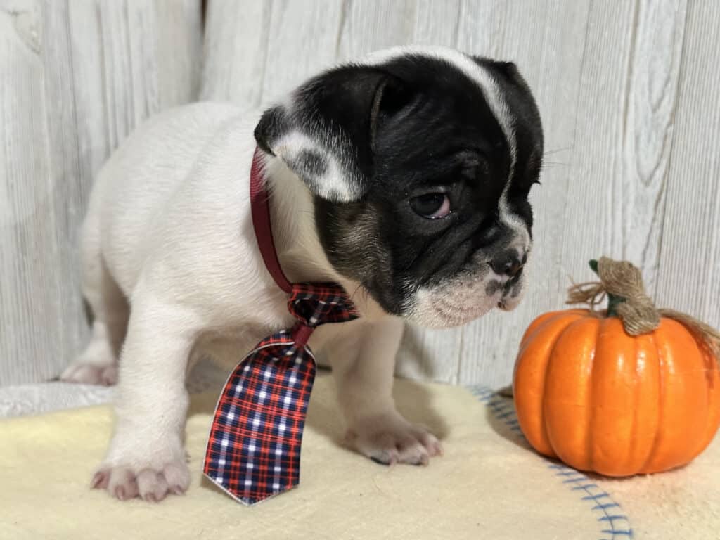 Nash | Brindle Pied French Bulldog Male | Available in Nov 2025