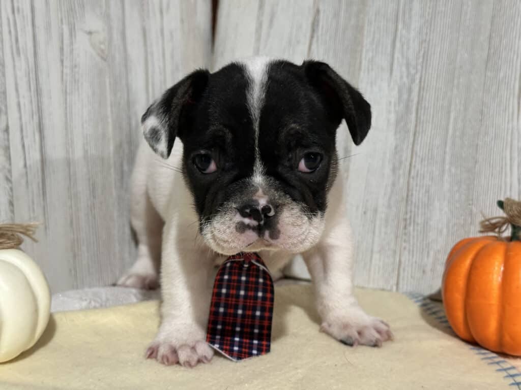 Nash | Brindle Pied French Bulldog Male | Available in Nov 2025