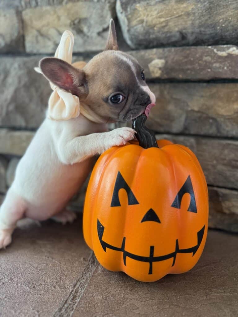 Koko | Fawn Pied French Bulldog Female | Available in Oct 2025