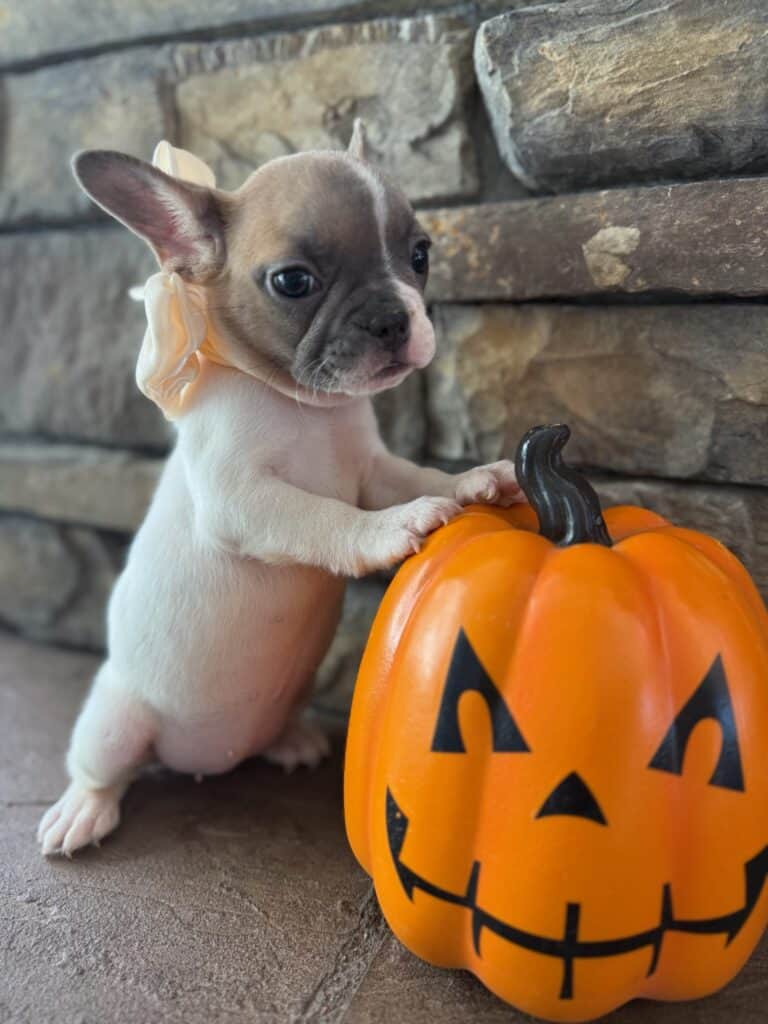 Koko | Fawn Pied French Bulldog Female | Available in Oct 2025
