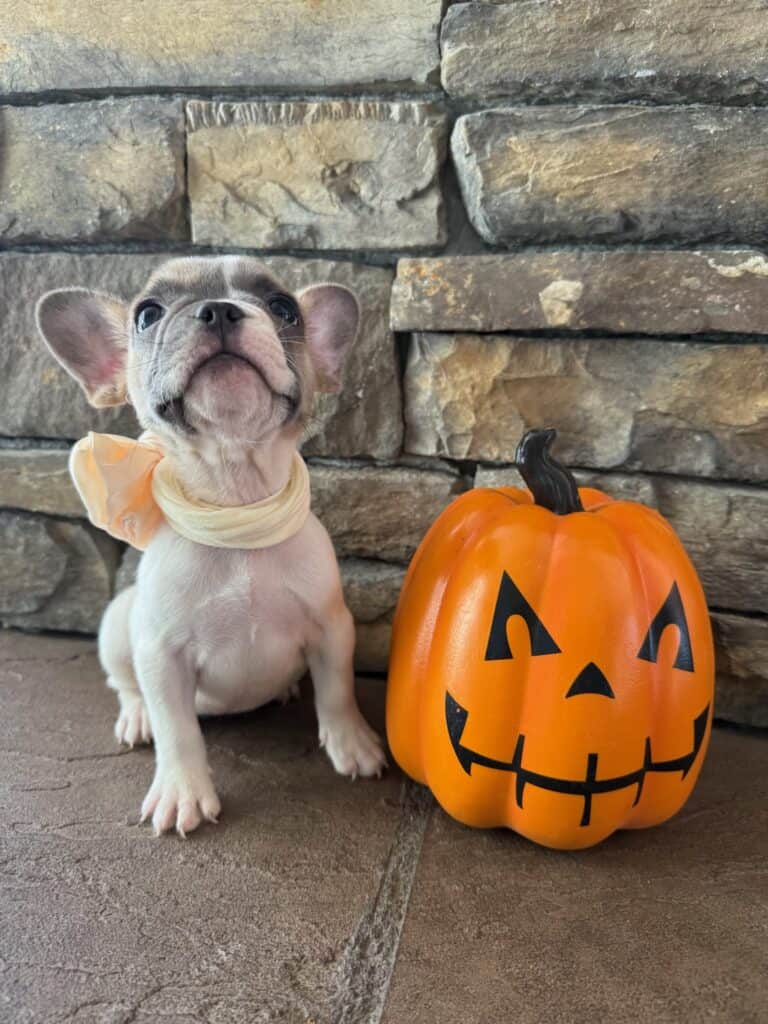 Koko | Fawn Pied French Bulldog Female | Available in Oct 2025