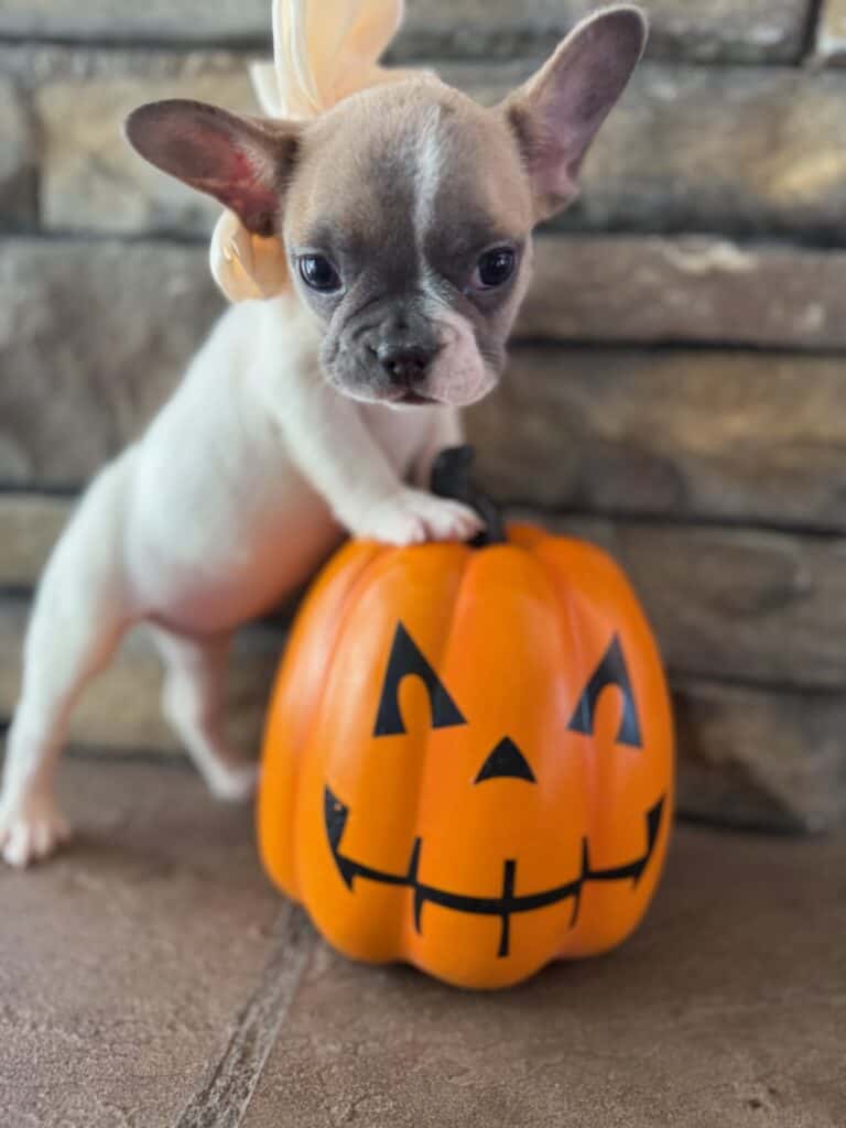 Koko | Fawn Pied French Bulldog Female | Available in Oct 2025