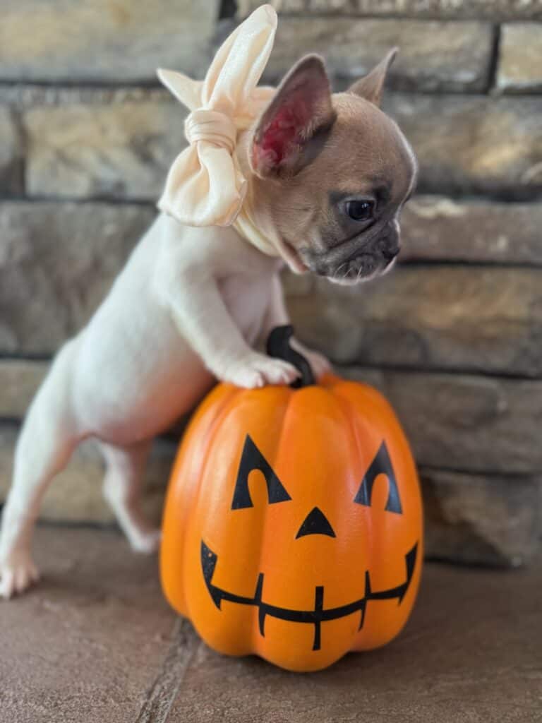 Koko | Fawn Pied French Bulldog Female | Available in Oct 2025