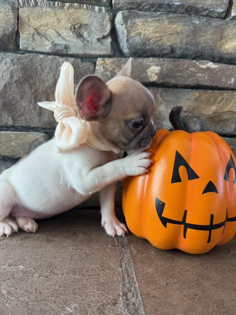 Koko | Fawn Pied French Bulldog Female | Available in Oct 2025