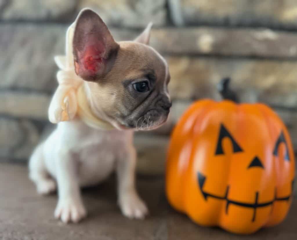 Koko | Fawn Pied French Bulldog Female | Available in Oct 2025