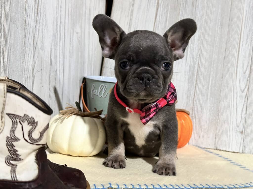 Nutella | Blue & Tan French Bulldog Female | Available in Nov 2025