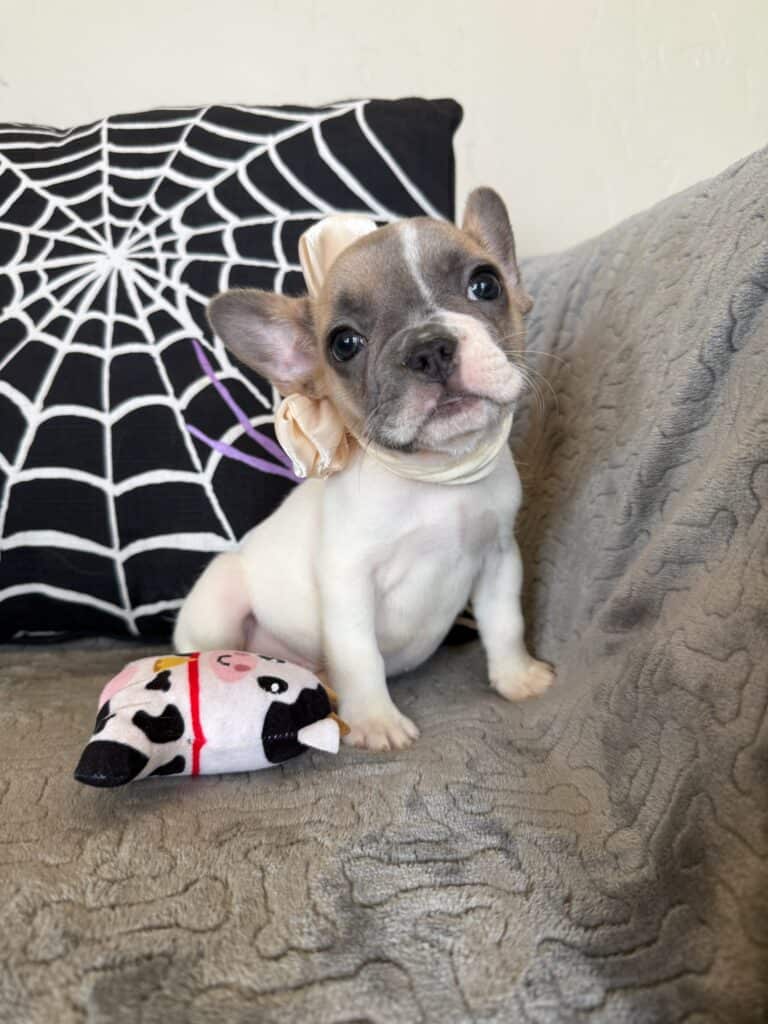 Koko | Fawn Pied French Bulldog Female | Available in Oct 2025