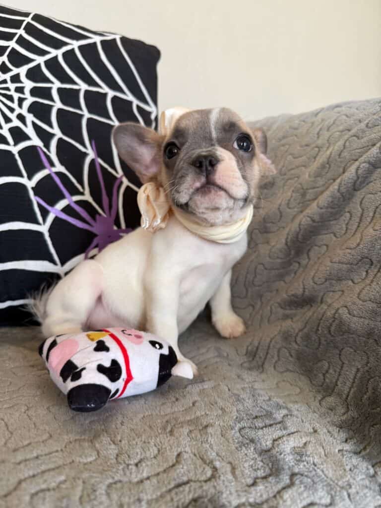 Koko | Fawn Pied French Bulldog Female | Available in Oct 2025