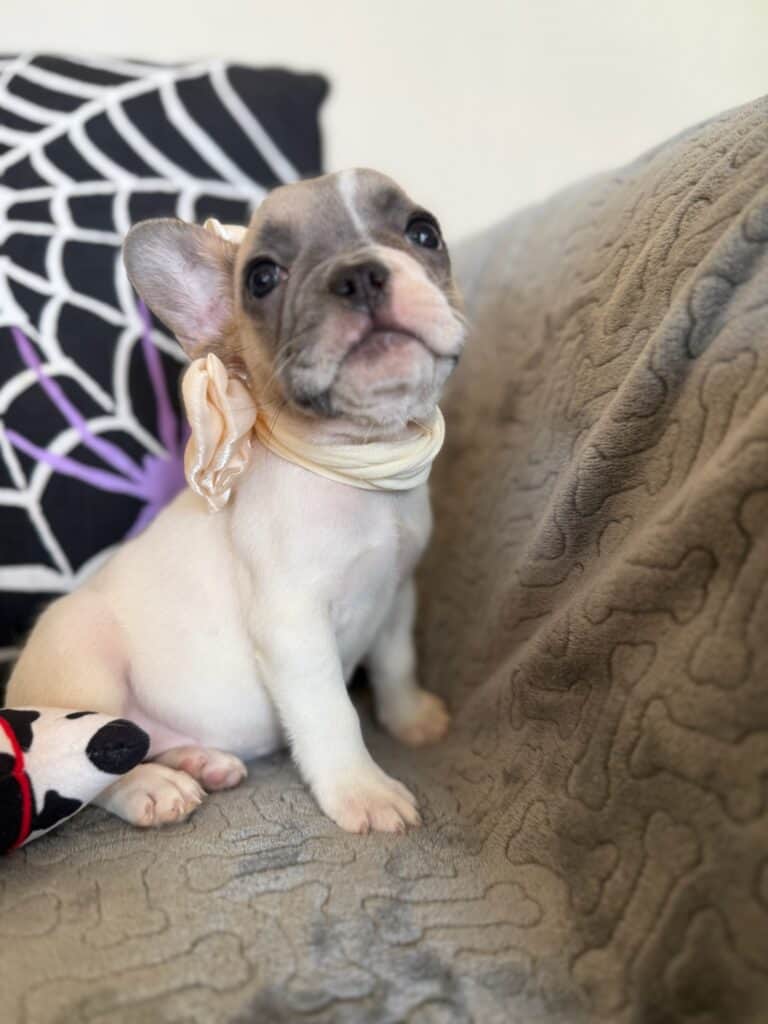 Koko | Fawn Pied French Bulldog Female | Available in Oct 2025