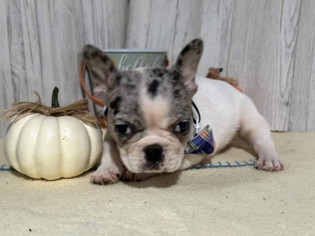 Nina | Blue Merle Pied French Bulldog Female | Available in Nov 2025