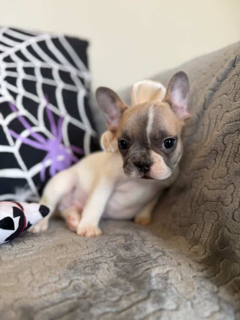 Koko | Fawn Pied French Bulldog Female | Available in Oct 2025