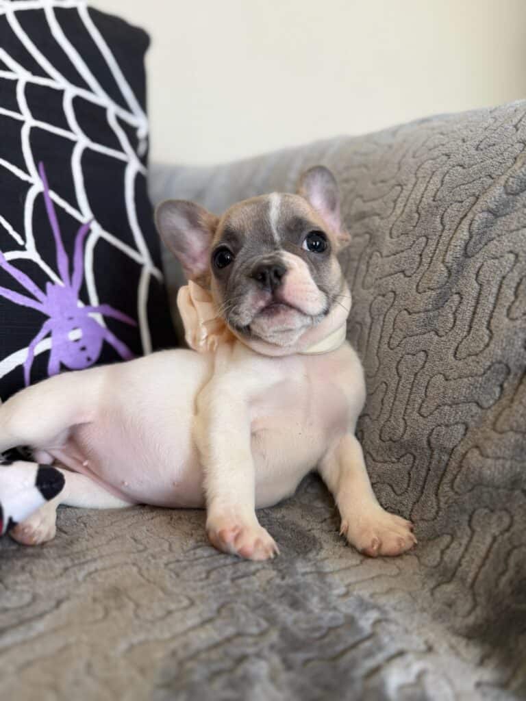 Koko | Fawn Pied French Bulldog Female | Available in Oct 2025