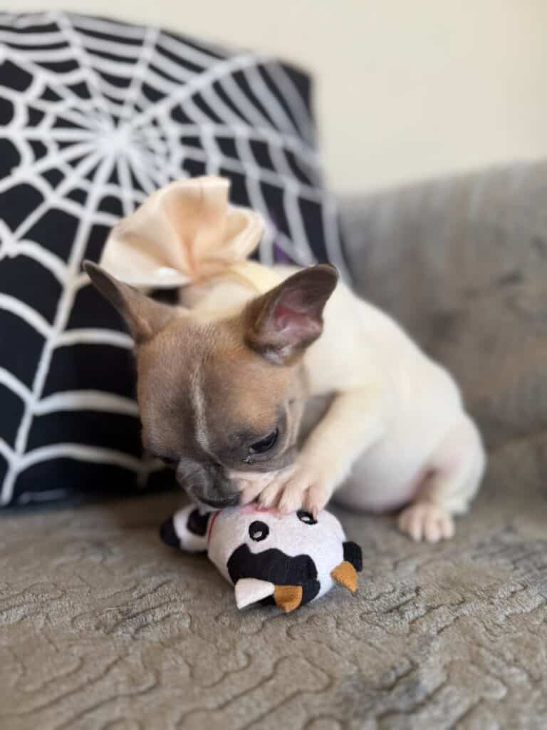 Koko | Fawn Pied French Bulldog Female | Available in Oct 2025