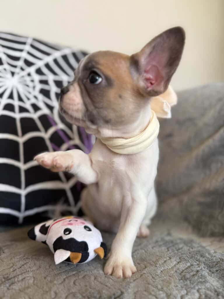 Koko | Fawn Pied French Bulldog Female | Available in Oct 2025