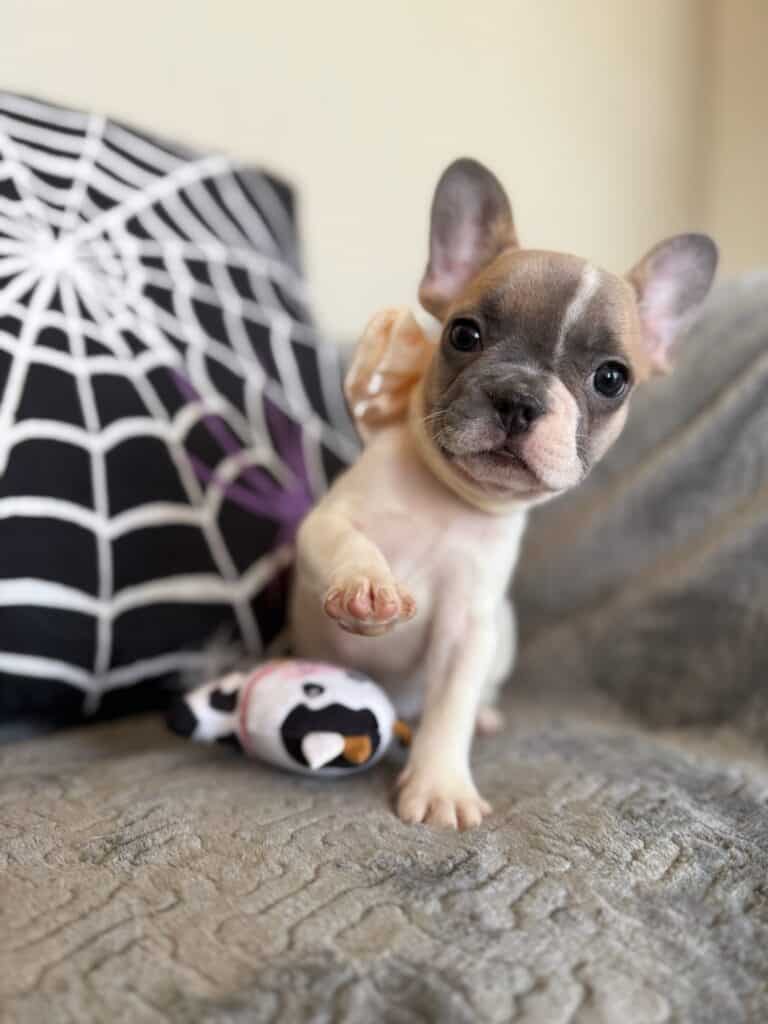 Koko | Fawn Pied French Bulldog Female | Available in Oct 2025