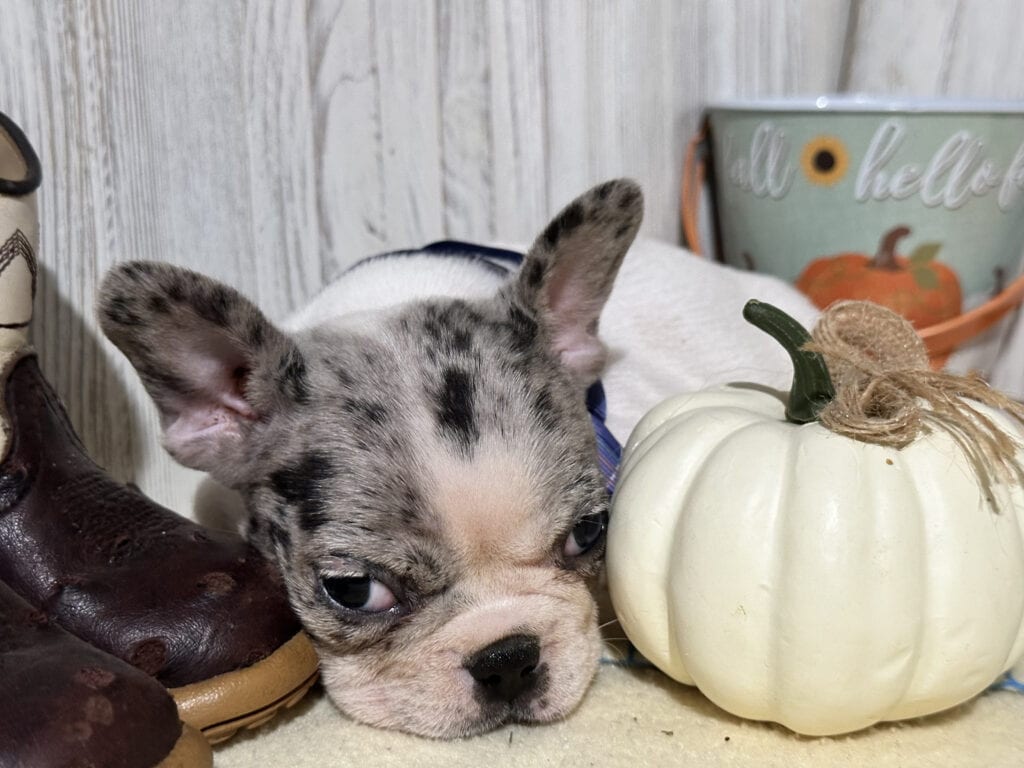 Nina | Blue Merle Pied French Bulldog Female | Available in Nov 2025