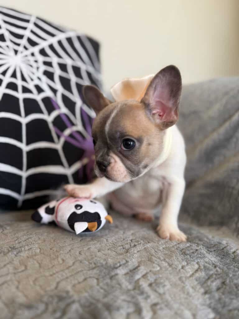 Koko | Fawn Pied French Bulldog Female | Available in Oct 2025