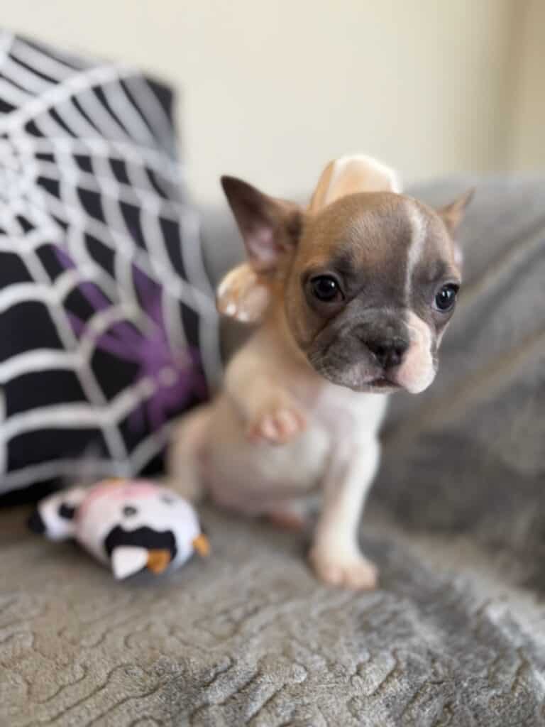 Koko | Fawn Pied French Bulldog Female | Available in Oct 2025