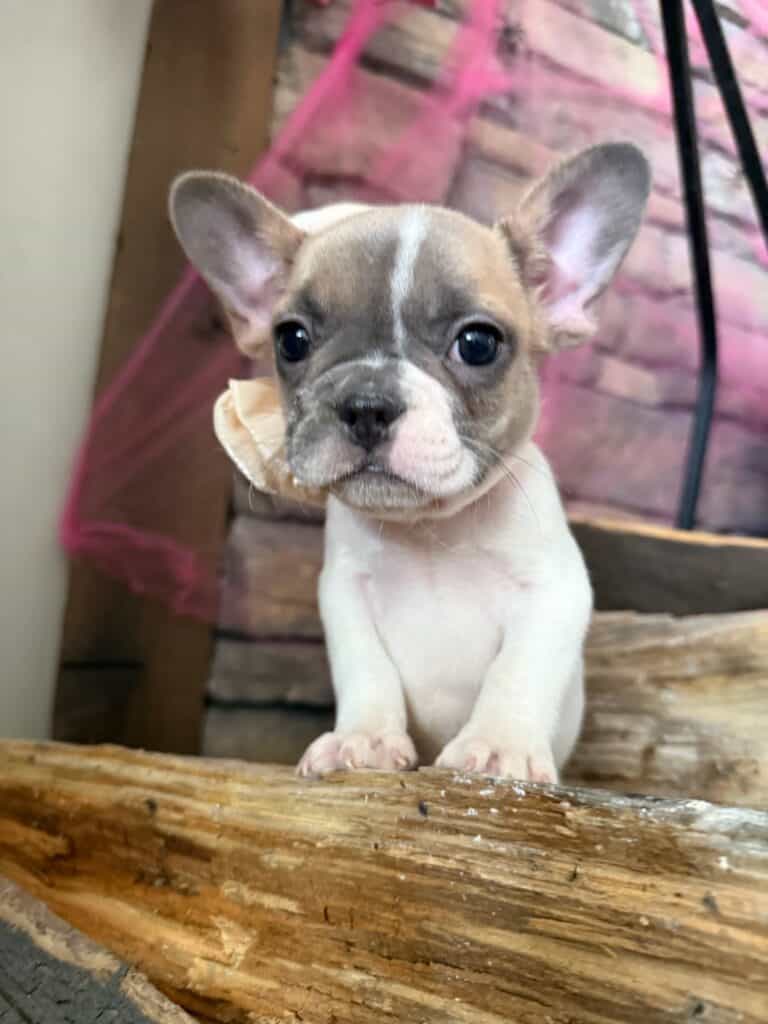 Koko | Fawn Pied French Bulldog Female | Available in Oct 2025