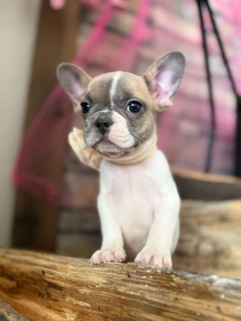 Koko | Fawn Pied French Bulldog Female | Available in Oct 2025