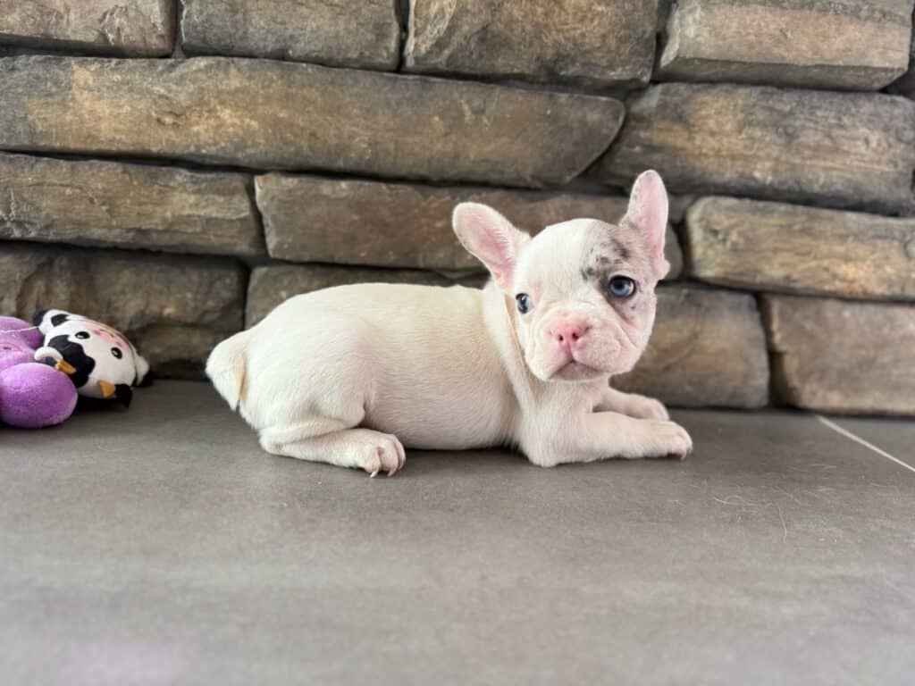Kate | Blue Merle Pied French Bulldog Female | Available in Oct 2025