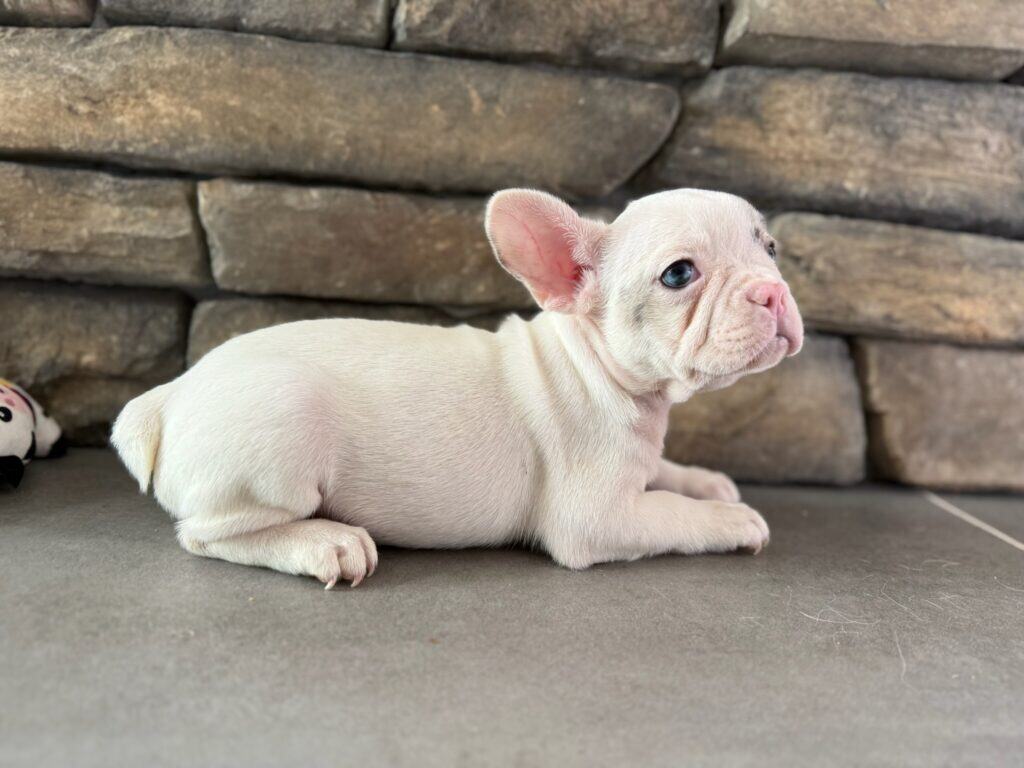 Kate | Blue Merle Pied French Bulldog Female | Available in Oct 2025