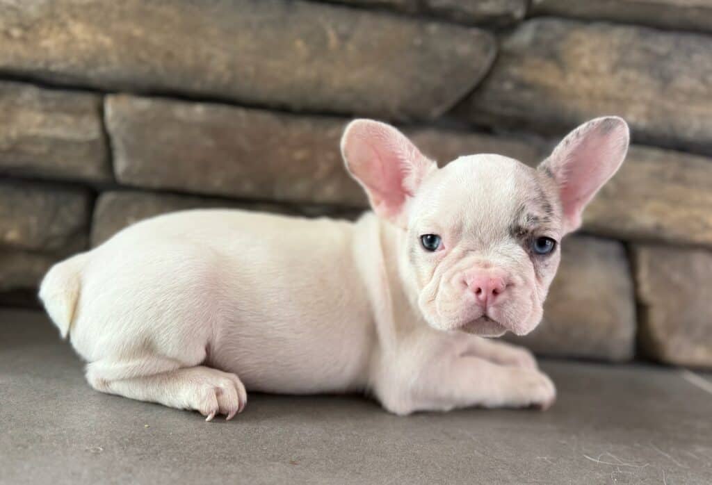 Kate | Blue Merle Pied French Bulldog Female | Available in Oct 2025