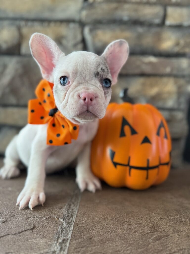 Kate | Blue Merle Pied French Bulldog Female | Available in Oct 2025