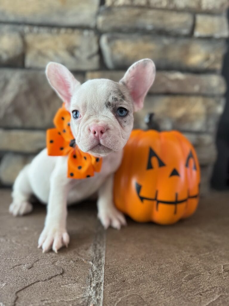 Kate | Blue Merle Pied French Bulldog Female | Available in Oct 2025