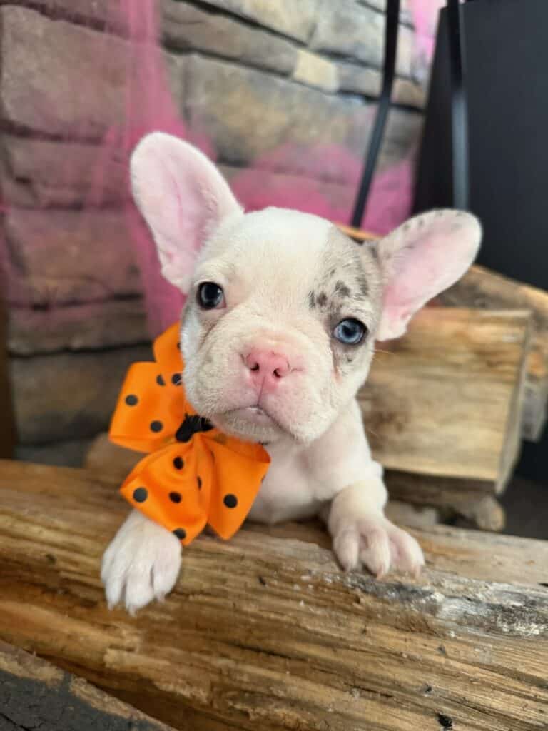 Kate | Blue Merle Pied French Bulldog Female | Available in Oct 2025