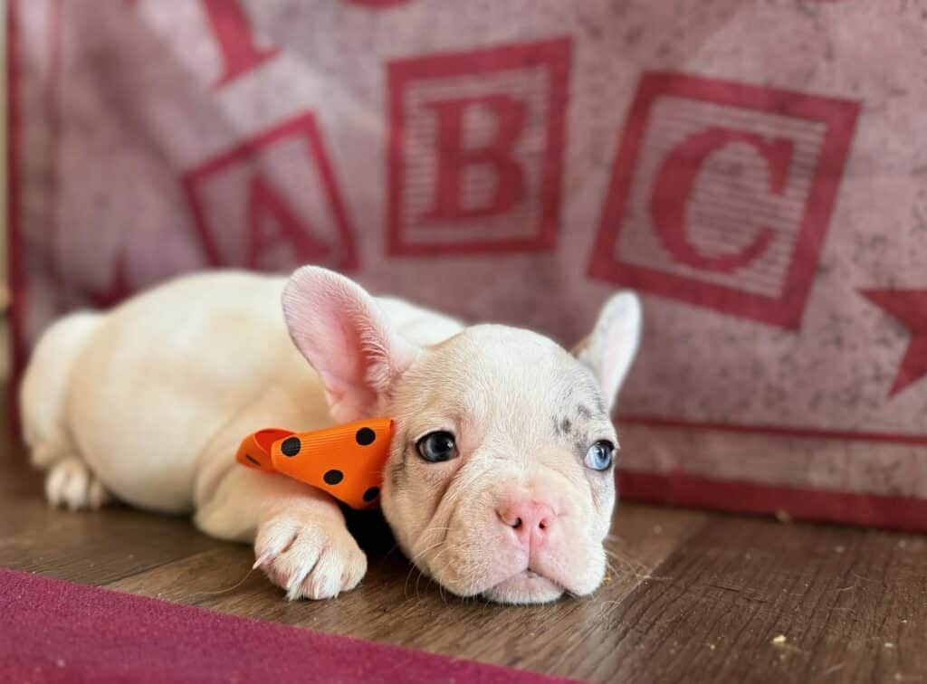 Kate | Blue Merle Pied French Bulldog Female | Available in Oct 2025