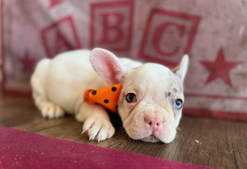 Kate | Blue Merle Pied French Bulldog Female | Available in Oct 2025