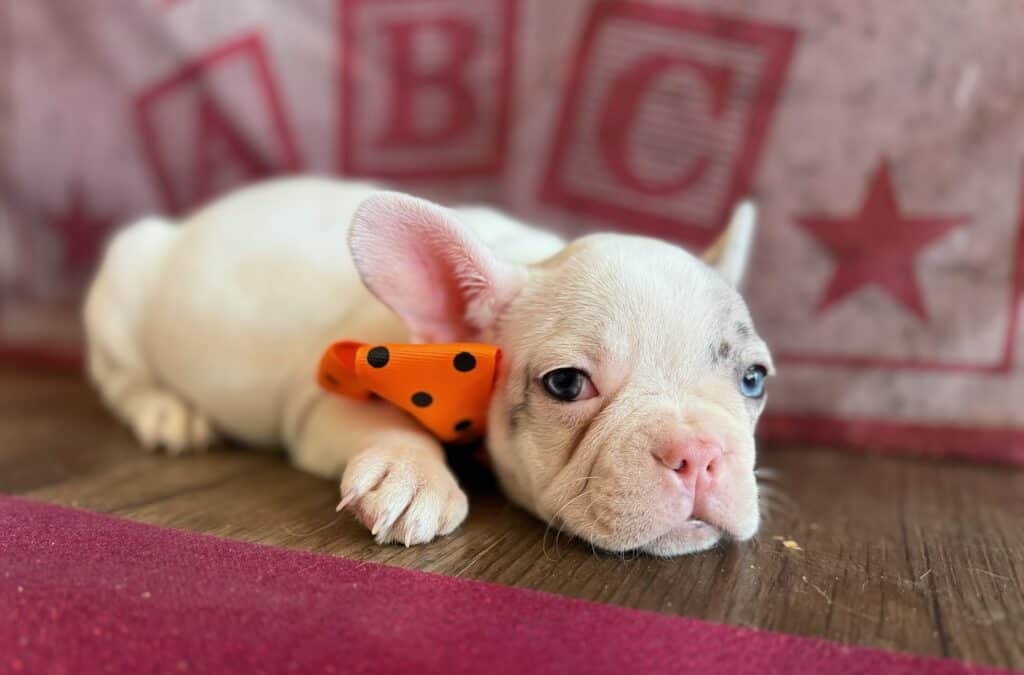 Kate | Blue Merle Pied French Bulldog Female | Available in Oct 2025