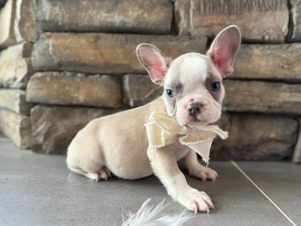 Kevin | Blue Fawn & White French Bulldog Male | Available in Oct 2025