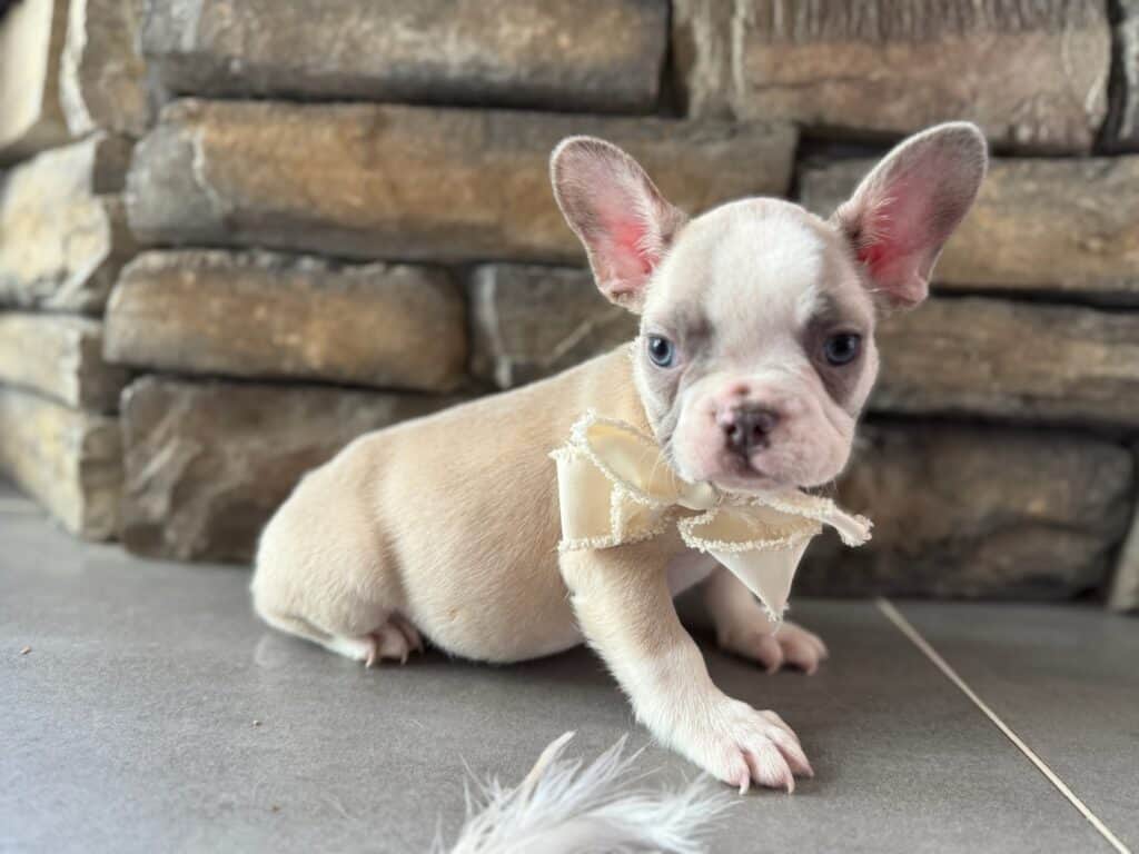 Kevin | Blue Fawn & White French Bulldog Male | Available in Oct 2025