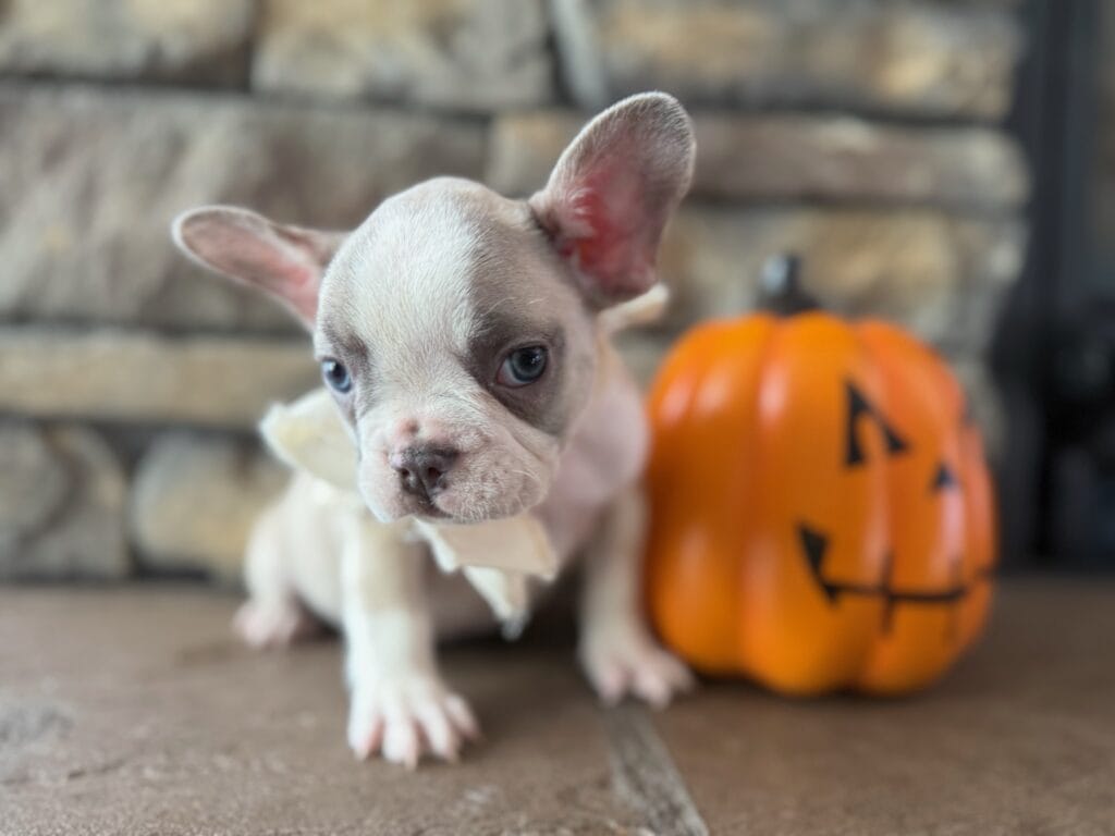 Kevin | Blue Fawn & White French Bulldog Male | Available in Oct 2025