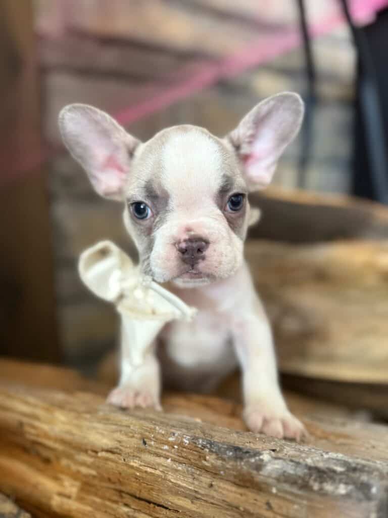 Kevin | Blue Fawn & White French Bulldog Male | Available in Oct 2025